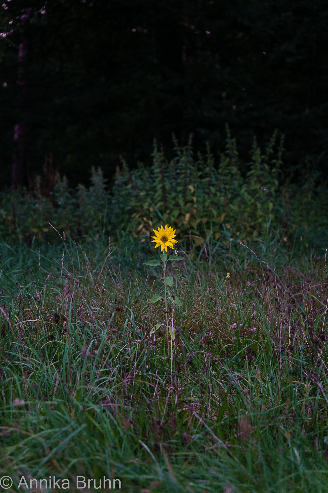 Kleine Sonnenblume ganz alleine!
